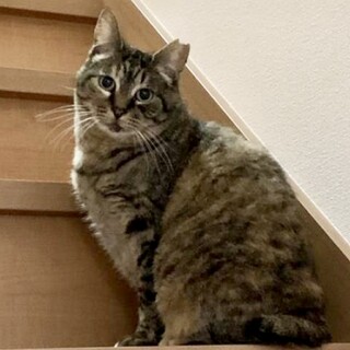 しっぽをふりふり♪おしとやかな大人女子アネキちゃん