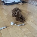 トイプードル男の子(1歳)人懐っこいです！
