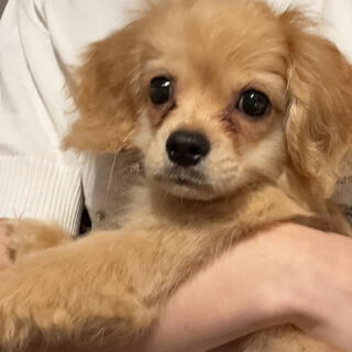 【東京都】生後半年の男の子里親さん募集してます