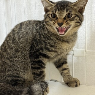 ちょっとビビりな甘えん坊子猫♪ひびちゃん