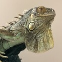 グリーンイグアナ♂3歳 将来を託せる方へ