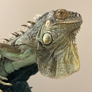 グリーンイグアナ♂3歳 将来を託せる方へ