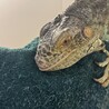 寝坊ちゃん