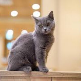 猫 　引き取り希望