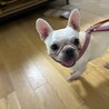 人大好きフレンチブルドッグ サムネイル3