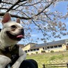 人大好きフレンチブルドッグ サムネイル5