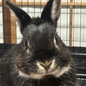 ミニウサギ　3歳　♂