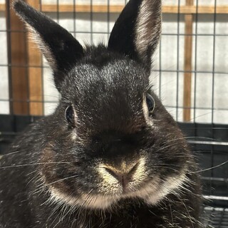 ミニウサギ　3歳　♂