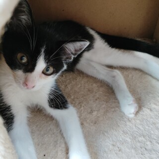 保護した生後2ヶ月程の白黒猫　里親募集
