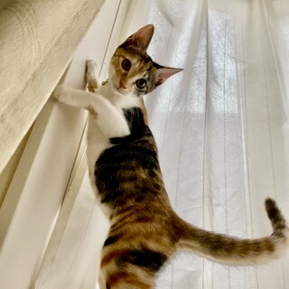 【ルナ】落ち着きのあるキジ三毛