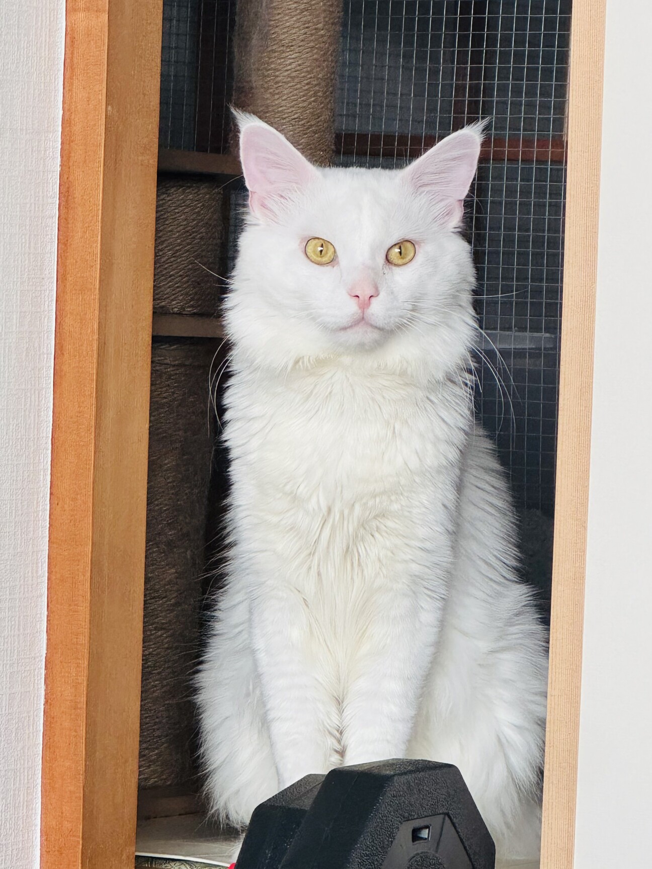 猫引き取り希望」神奈川県 - 猫の里親募集(525449) 1枚目の画像 