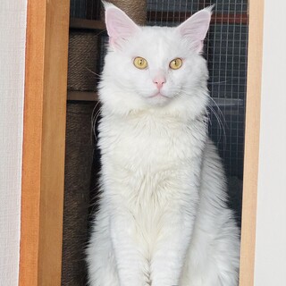 猫引き取り希望