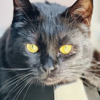 猫 　引き取り希望