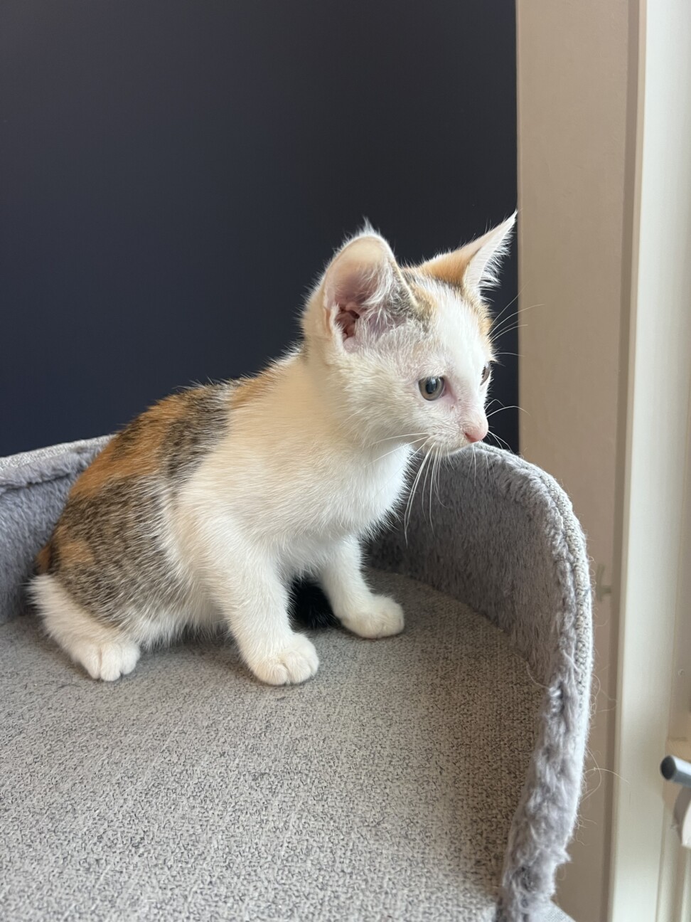 ♡三毛猫♡さん専用 三毛で産まれて2〜3週間」福島県 - 猫の里親募集(527756) 3枚目の