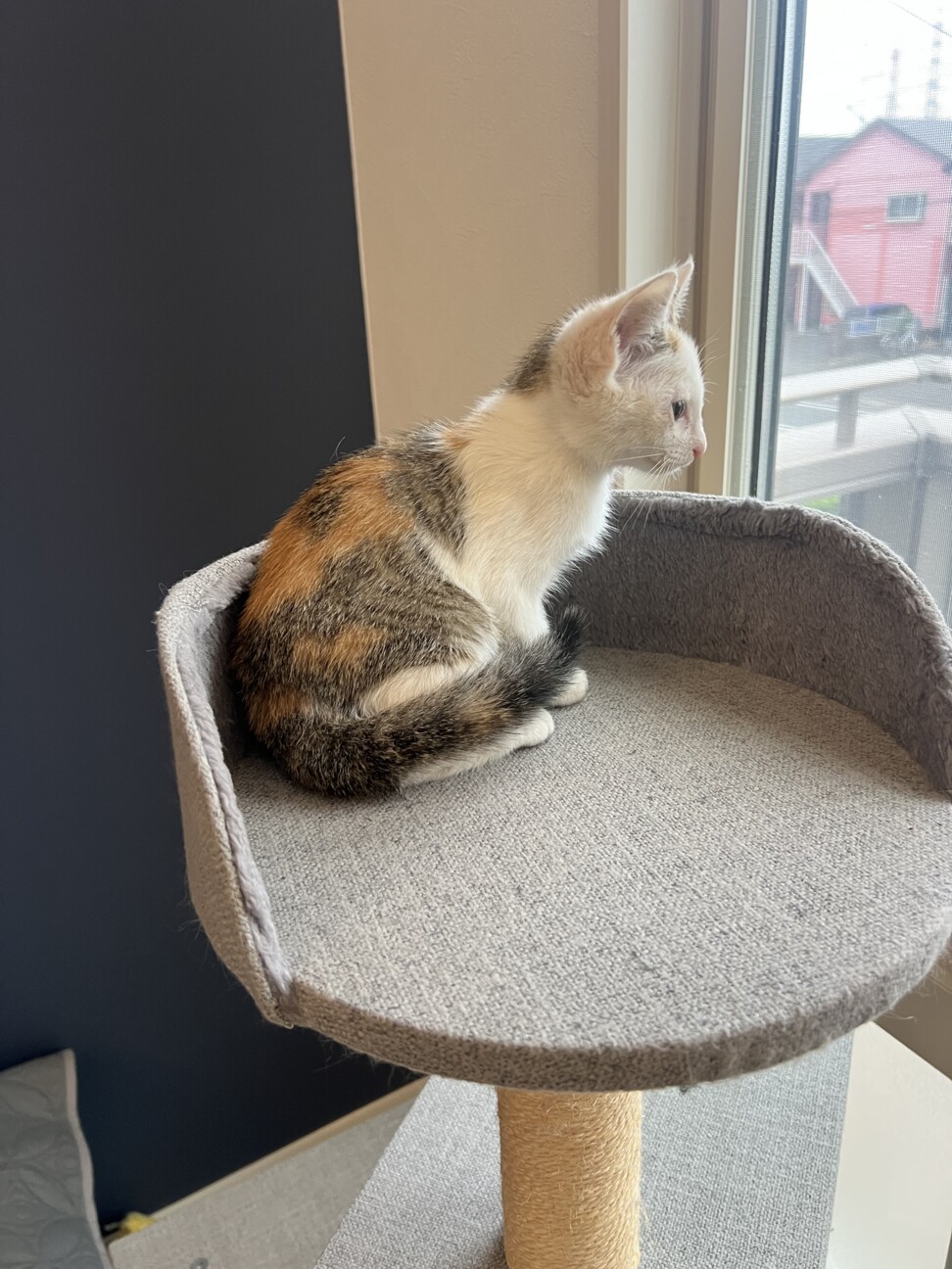 ♡三毛猫♡さん専用 猫]千葉県市川市の里親募集 人馴れOKの三毛猫さん❤️リカちゃん