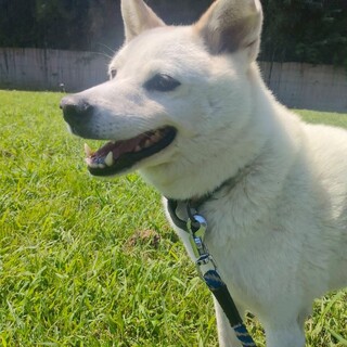 元気一杯人懐っこい甘えん坊なシロくん