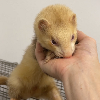 フェレットを大切に飼ってくれる方