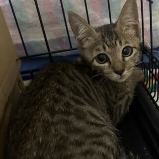可愛いキジトラ子猫♡