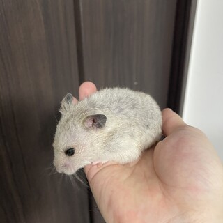 【ご家族決定】ゴールデンハムスター