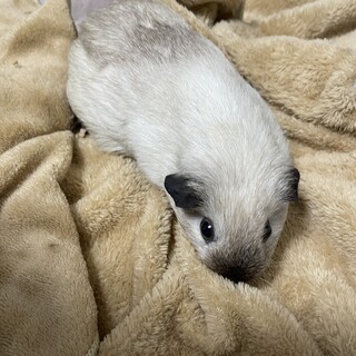 【ご家族決定】ロシアンスモークモルモット