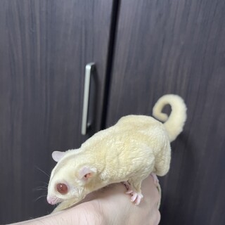 【ご家族決定】フクロモモンガクリミノ