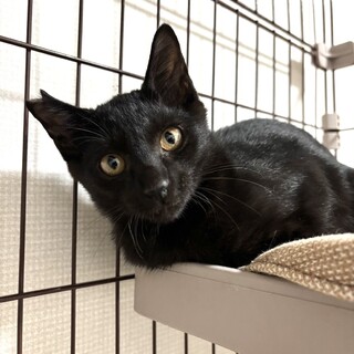 実は甘えん坊？元気いっぱいな男の子！