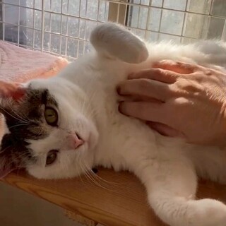 人が大好き☆人馴れ抜群！甘えん坊男子（ピッピ）