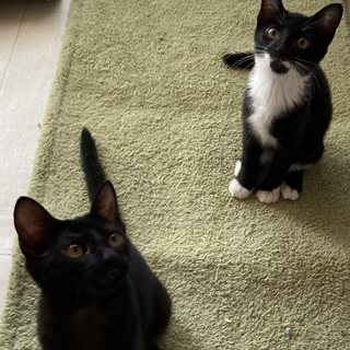 　甘えん坊、食いしん坊の黒猫クックちゃん♡