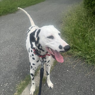 ダルメシアン  1歳１ヶ月