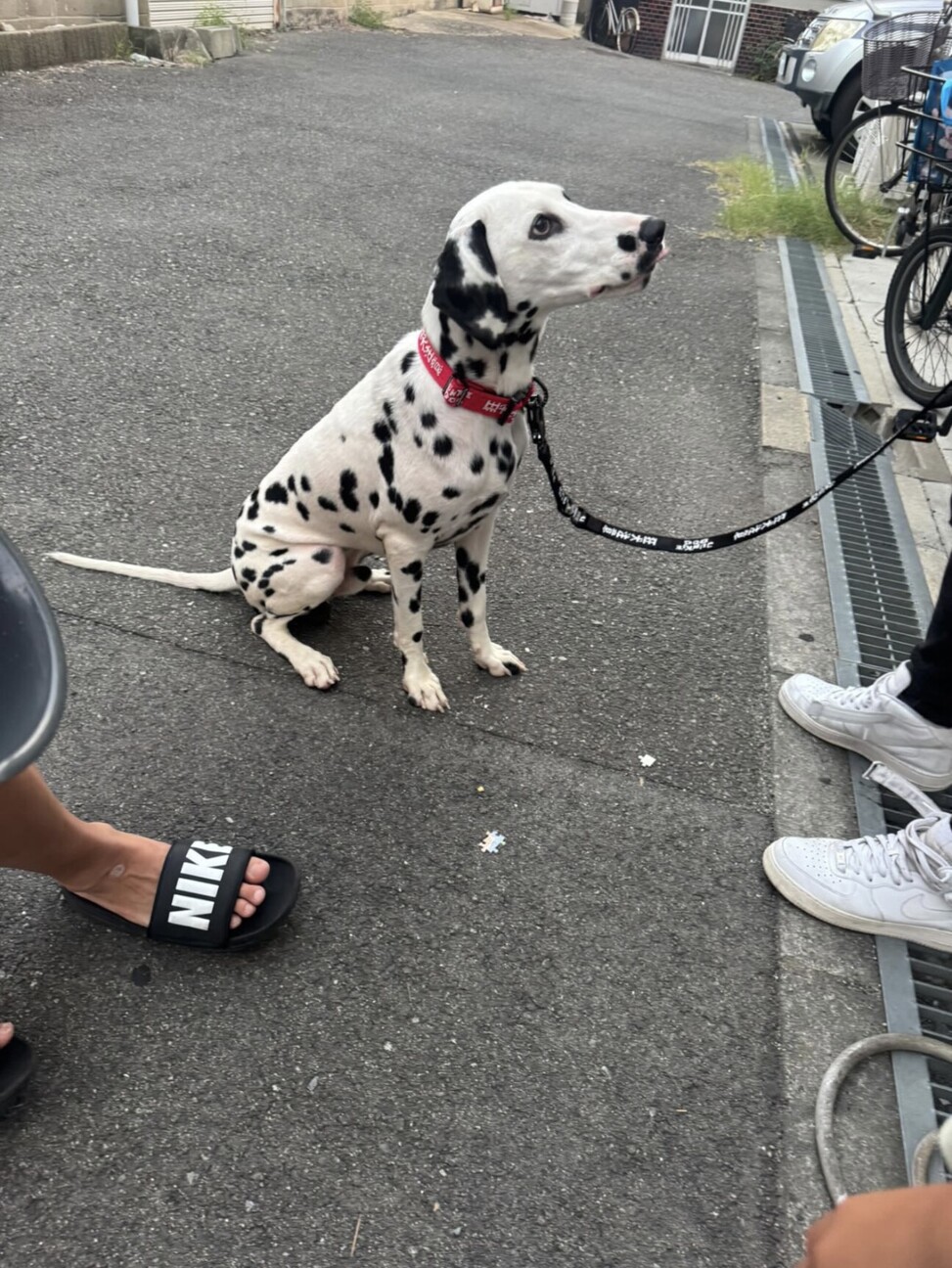 ダルメシアン 1歳1ヶ月」兵庫県 - 犬の里親募集(525463) 2枚目の画像