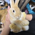 子うさぎ 2ヶ月 緊急です！