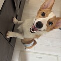 1歳未満のコーギーです