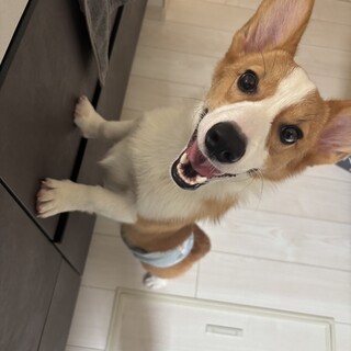 1歳未満のコーギーです