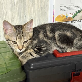 雑種オス　サバトラ4ヵ月　元気いっぱいです