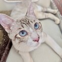 シャムMIX青い瞳の人慣れ抜群スリゴロ甘え子ルナ姫