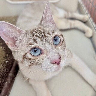 シャムMIX青い瞳の人慣れ抜群スリゴロ甘え子ルナ姫