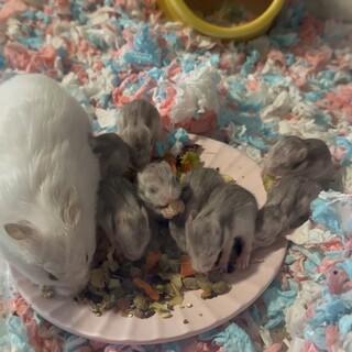 長毛ゴールデンハムスター/シルバーグレー