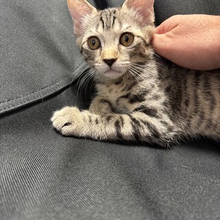 雑種　オス　キジトラ　6ヵ月