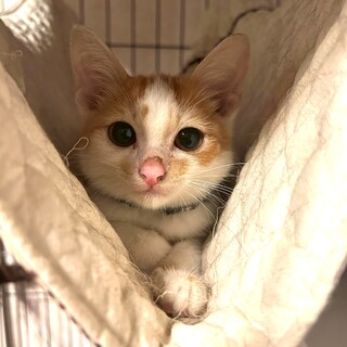 ちょっぴりビビり、甘えん坊の男の子★チヂミくん