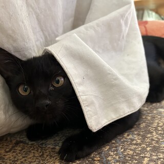 仔猫の里親募集