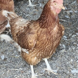 ニワトリ(赤鶏）　メス♥卵