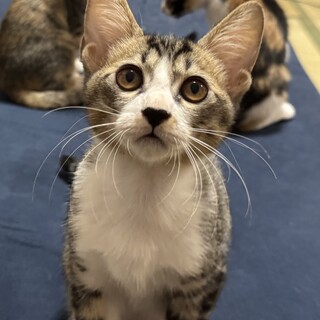 生後3か月のイケメン！キジ白くん(オス)［仙台市］