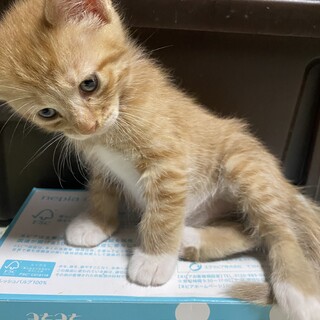 譲渡しました！8月12日生まれ。濃い茶色