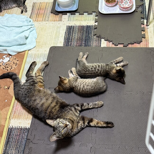 ぶぶぼんのカバー写真