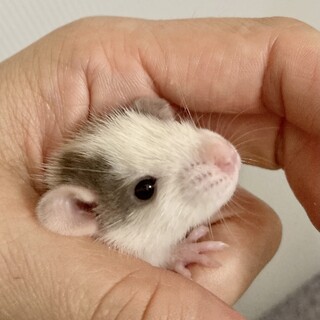 8月27日 産まれ ファンシーラット ベビー