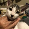 子猫４匹 サムネイル3