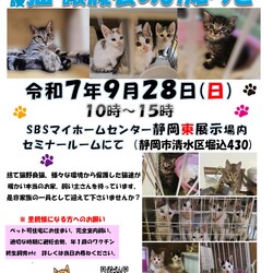 保護ニャンコの譲渡会ｂｙ静岡市清水区