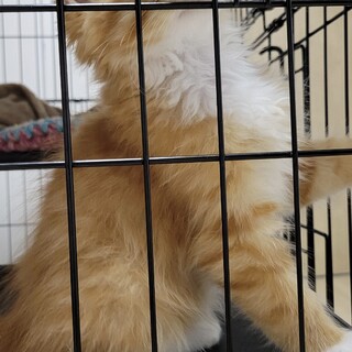 長毛茶トラ、美形で甘えん坊の男の子です！