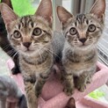 仔猫の里親募集（キジトラ）