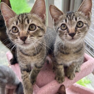 仔猫の里親募集（キジトラ）